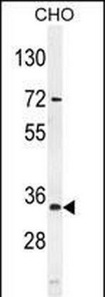 AKIP1 Antibody in Western Blot (WB)