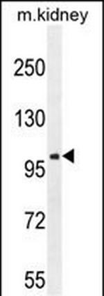 GluR4 Antibody in Western Blot (WB)