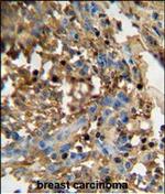 DMP4 Antibody in Immunohistochemistry (Paraffin) (IHC (P))