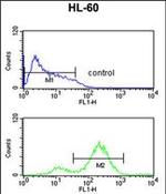 eIF4E Antibody in Flow Cytometry (Flow)