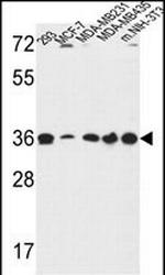 TOR1B Antibody in Western Blot (WB)