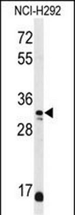 DDO Antibody in Western Blot (WB)