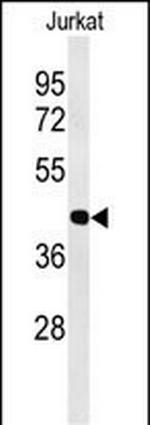 ATF1 Antibody in Western Blot (WB)