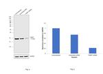 FABP7 Antibody