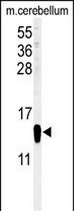 FABP7 Antibody in Western Blot (WB)