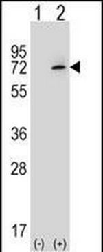 Ku70 Antibody in Western Blot (WB)