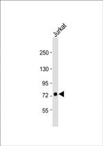 GGNBP2 Antibody in Western Blot (WB)