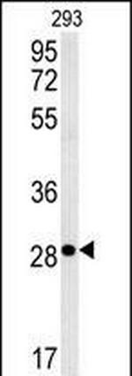 EpCAM Antibody in Western Blot (WB)