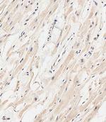 MARCH5 Antibody in Immunohistochemistry (Paraffin) (IHC (P))