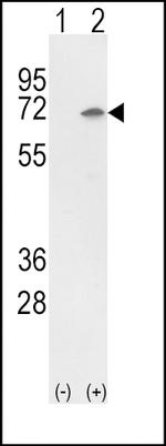 Ku70 Antibody in Western Blot (WB)