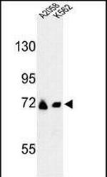 GFPT2 Antibody in Western Blot (WB)