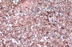 APOE Antibody in Immunohistochemistry (Paraffin) (IHC (P))