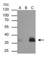 APOE Antibody in Immunoprecipitation (IP)