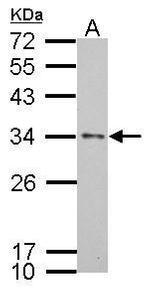 APOE Antibody in Western Blot (WB)