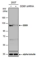 DDB1 Antibody