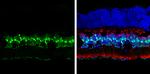 p27 Kip1 Antibody in Immunohistochemistry (Frozen) (IHC (F))