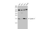 Cystatin S Antibody in Western Blot (WB)