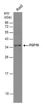 FGF10 Antibody in Western Blot (WB)