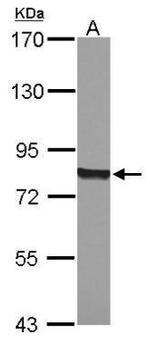 Cytochrome P450 Reductase Antibody in Western Blot (WB)