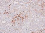 Decorin Antibody in Immunohistochemistry (Paraffin) (IHC (P))