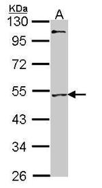 MEF2A Antibody in Western Blot (WB)