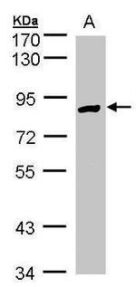 H6PD Antibody in Western Blot (WB)