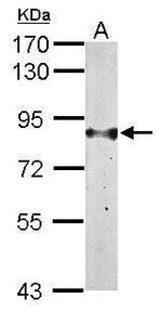 H6PD Antibody in Western Blot (WB)