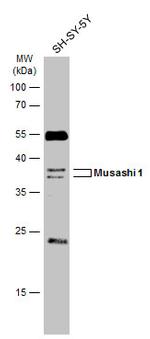 MSI1 Antibody in Western Blot (WB)