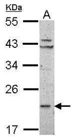 RPL11 Antibody in Western Blot (WB)