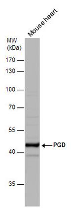 PGD Antibody in Western Blot (WB)