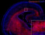 Contactin 1 Antibody in Immunohistochemistry (Frozen) (IHC (F))