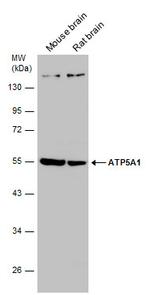 ATP5A1 Antibody in Western Blot (WB)