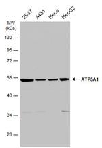 ATP5A1 Antibody in Western Blot (WB)