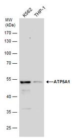 ATP5A1 Antibody in Western Blot (WB)