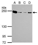 MYH9 Antibody in Western Blot (WB)