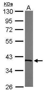 TALDO1 Antibody in Western Blot (WB)