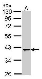 TALDO1 Antibody in Western Blot (WB)