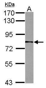 NULP1 Antibody in Western Blot (WB)