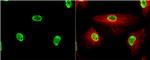 TRIM28 Antibody in Immunocytochemistry (ICC/IF)