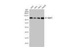 TRIM28 Antibody in Western Blot (WB)