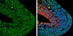 NGFR Antibody in Immunohistochemistry (Frozen) (IHC (F))