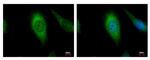 AIF Antibody in Immunocytochemistry (ICC/IF)