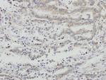 AIF Antibody in Immunohistochemistry (Paraffin) (IHC (P))