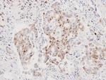 AIF Antibody in Immunohistochemistry (Paraffin) (IHC (P))