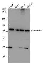 CDw293 Antibody in Western Blot (WB)