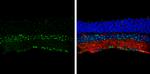 CDw293 Antibody in Immunohistochemistry (Frozen) (IHC (F))