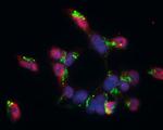 GABBR1 Antibody in Immunocytochemistry (ICC/IF)