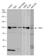 Transferrin Receptor Antibody in Western Blot (WB)