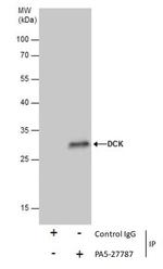 DCK Antibody in Immunoprecipitation (IP)