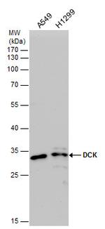 DCK Antibody in Western Blot (WB)